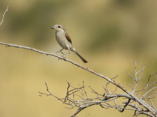 Red-backed Shrike