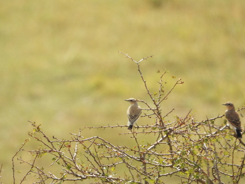 Northern Wheatear