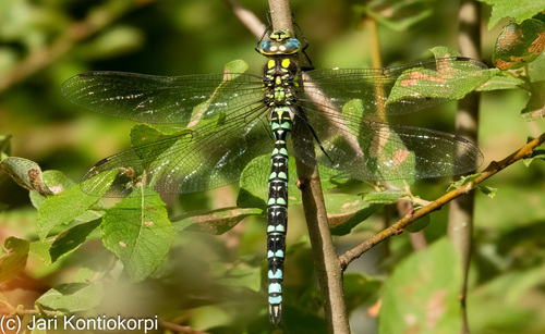 Southern Hawker