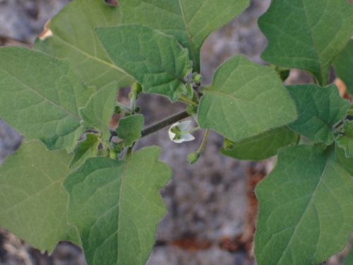 black nightshade