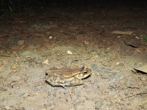 Ornate Forest toad
