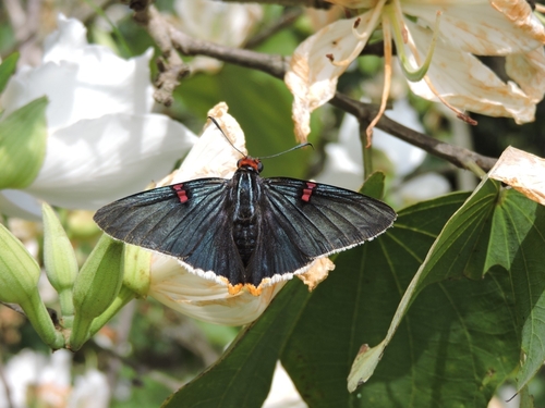 Southern Guava Skipper