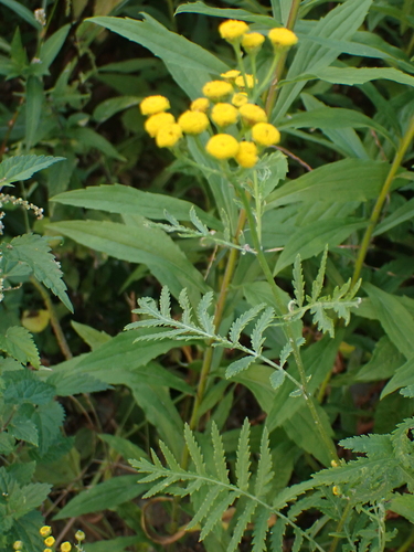 Common Tansy