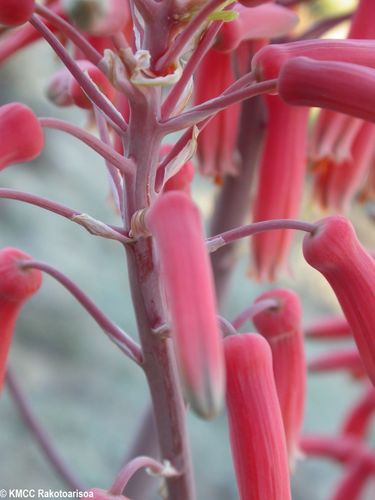 Aloe imalotensis var. longeracemosa