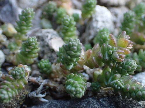 Biting Stonecrop