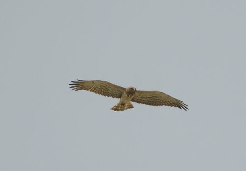 Circaetus gallicus gallicus