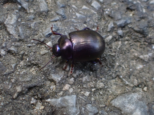 violet leaf beetle