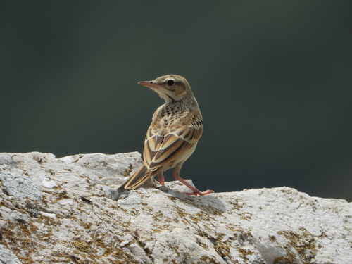 Tawny Pipit