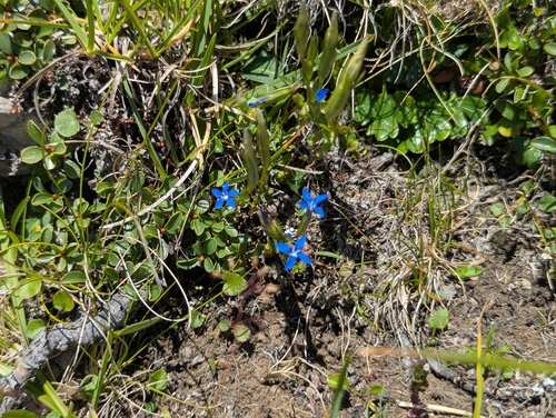Gentiana nivalis, photograph 4