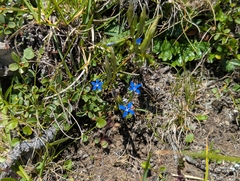 Gentiana nivalis, photograph (c) Elias, some rights reserved (CC BY)