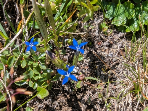 Gentiana nivalis, photograph 3