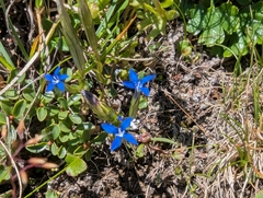 Gentiana nivalis, photograph (c) Elias, some rights reserved (CC BY)