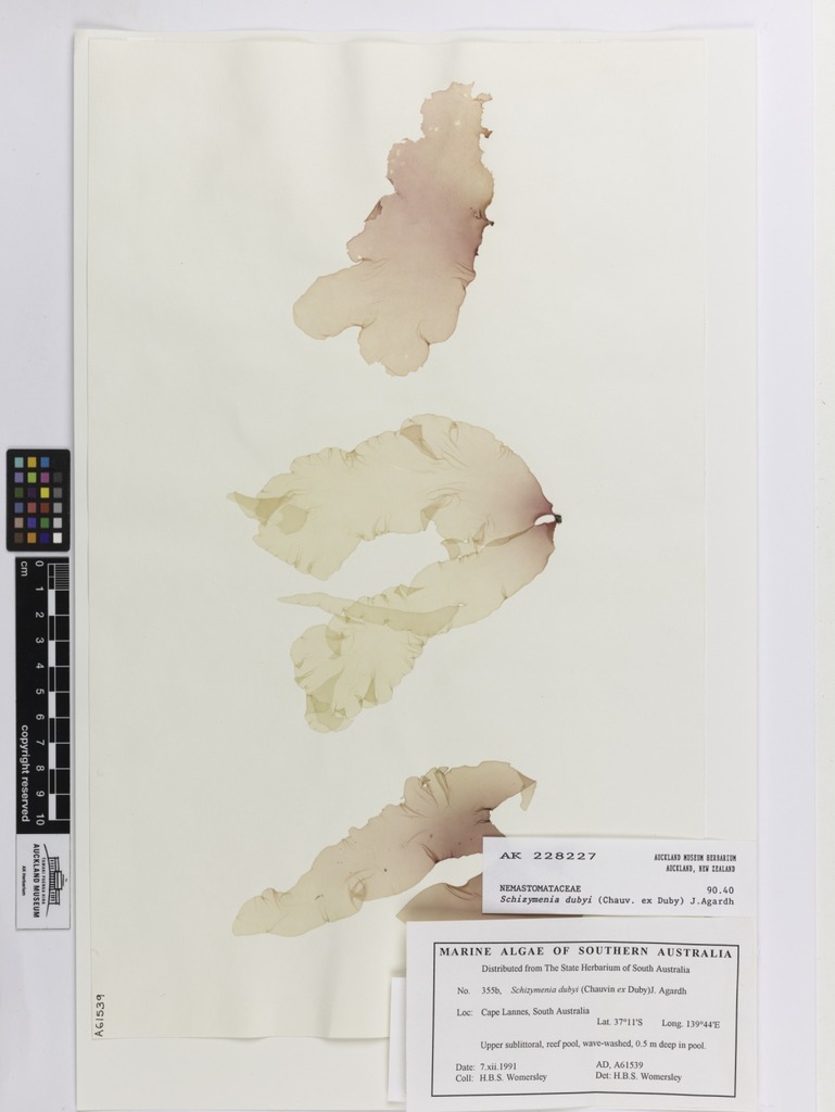 Schizymeniaceae