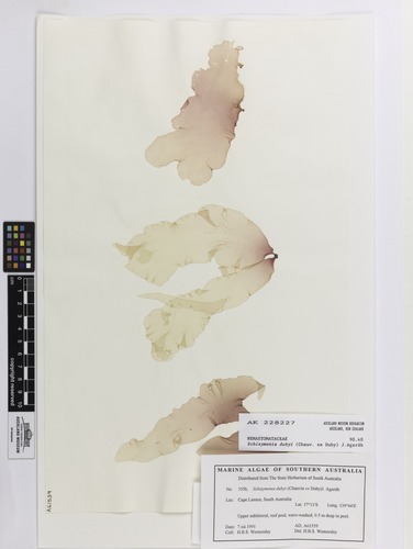 Schizymeniaceae