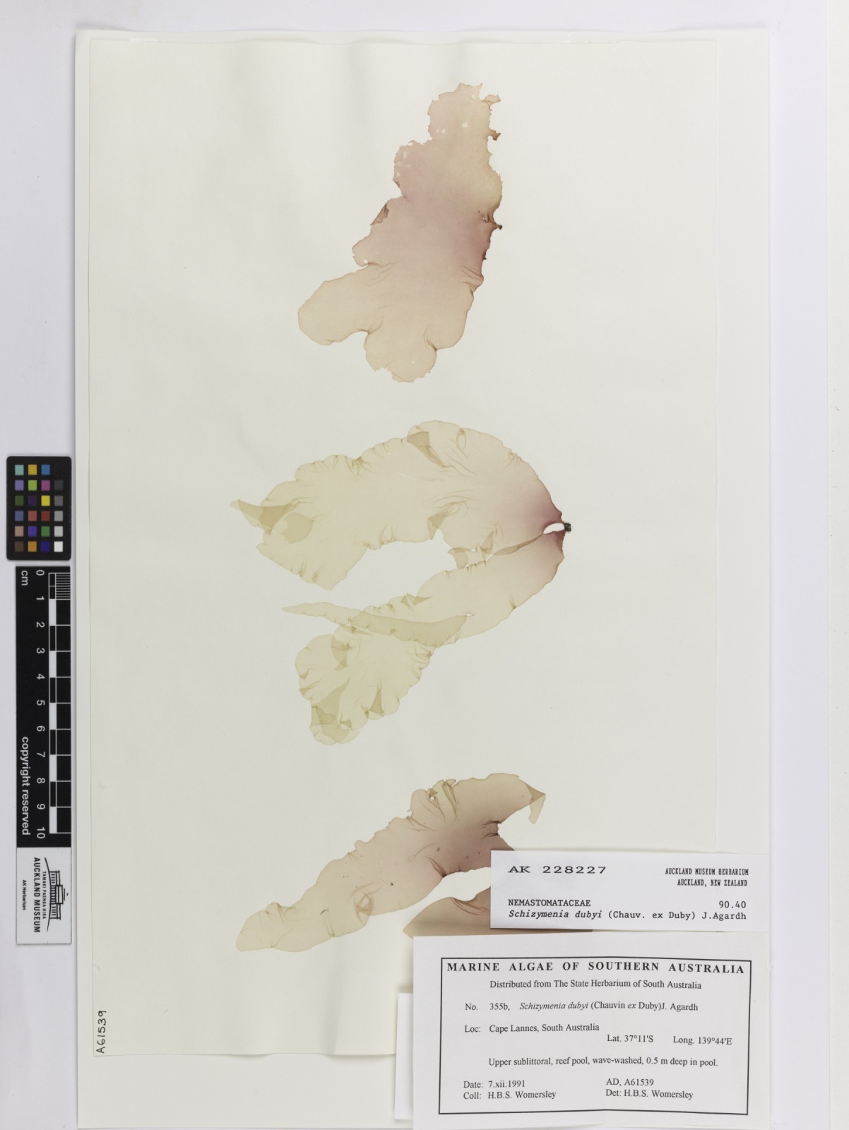 Schizymeniaceae