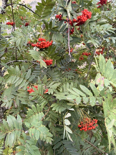 European mountain ash