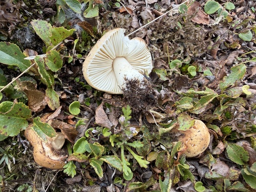 Russula pascua — (c) Katrin Simon, some rights reserved (CC BY)