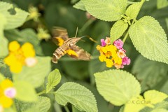 Macroglossum insipida