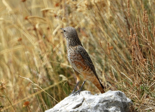 Rufous-tailed Rock-Thrush