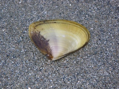 Latona cuneata