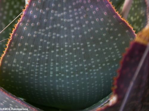 Aloe imalotensis var. longeracemosa image