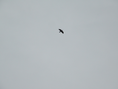 Common Raven