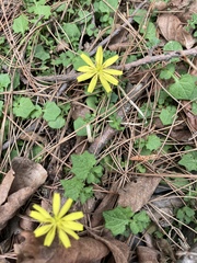 Lapsanastrum takasei