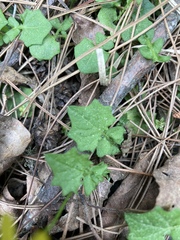 Lapsanastrum takasei