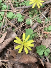 Lapsanastrum takasei