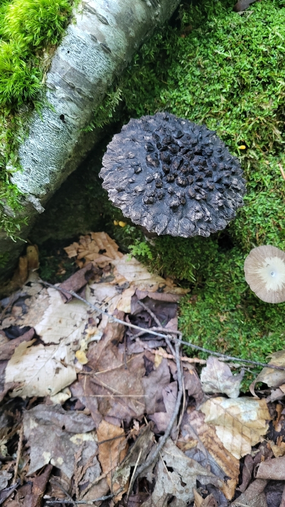 Old-man-of-the-woods · August 2026 · photo: Photo: no rights reserved · iNaturalist