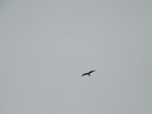 Red Kite