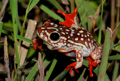 Hyperolius parallelus