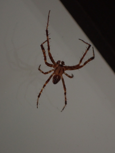 Cross Orbweaver