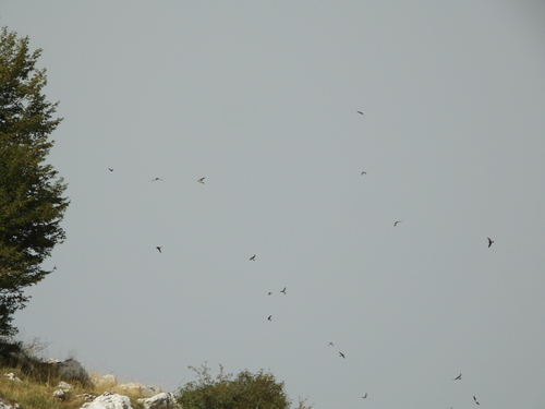 Western House Martin