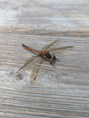 Common Darter