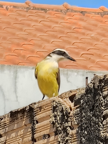 Great Kiskadee