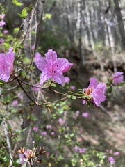 Rhododendron noriakianum