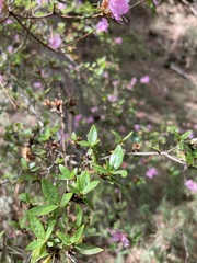 Rhododendron noriakianum