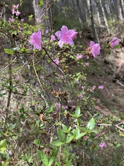 Rhododendron noriakianum