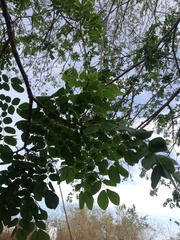 Pterocarpus