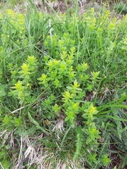 Cruciata glabra