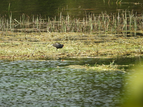 Eurasian Moorhen