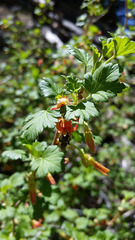 Ribes pinetorum