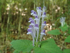 Scutellaria indica