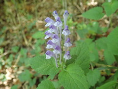 Scutellaria indica