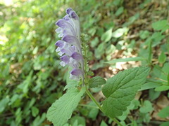 Scutellaria indica