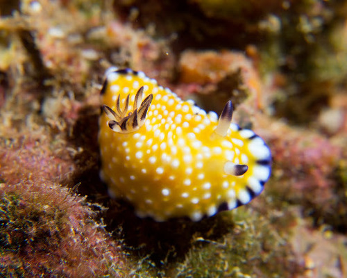 Trembling Nudibranch