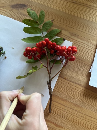European mountain ash