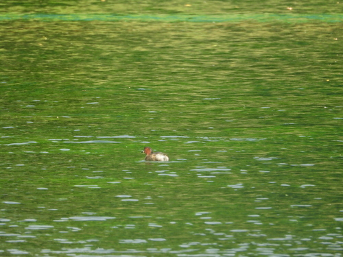 Little Grebe