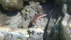 Parapercis punctulata